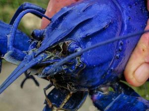 Udang Biru dengan Harga Rp 2,5 Juta Ini Banyak Dicari, Anda Sudah Punya?