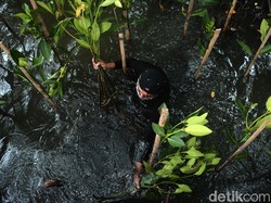 Wisatawan Ikut Tanam Bakau di Pantai Mangrove Agar Jakarta Tak Tenggelam