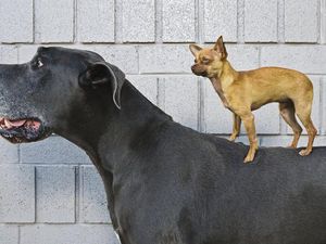 Studi DNA Ungkap Anjing adalah Sahabat Tertua Manusia