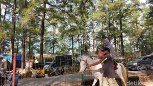 Foto: Berkuda Menjelajahi Sejuknya Hutan Pinus Malino, Mau?
