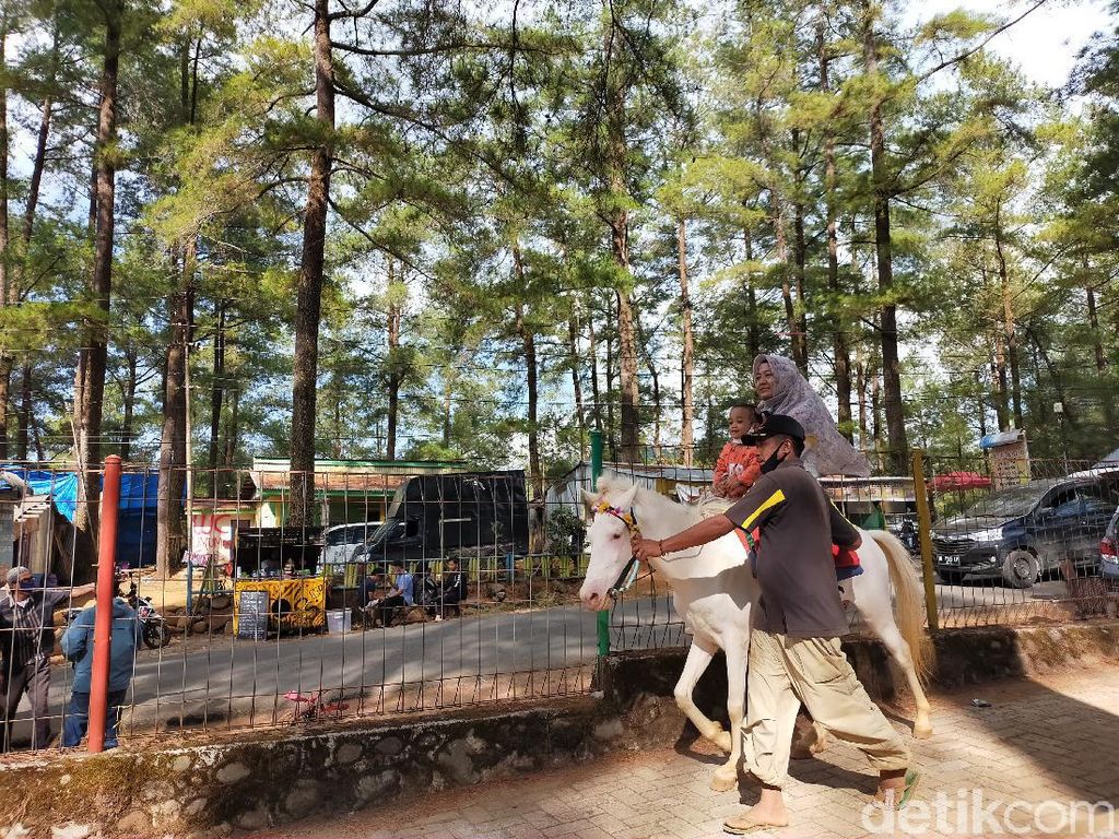 Foto: Berkuda Menjelajahi Sejuknya Hutan Pinus Malino, Mau? Foto: Berkuda Menjelajahi Sejuknya Hutan Pinus Malino, Mau?