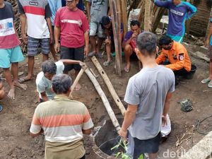 Sapi yang Terjebak Septic Tank Selama 5 Jam di Ponorogo Akhirnya Mati
