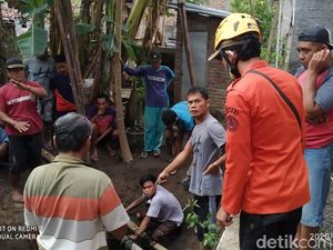 Nasib Sapi Tercebur Septic Tank, Dipotong Gegara Tak Tahan Bau
