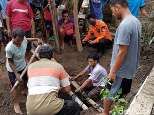 Tak Tahan Bau, Sapi yang Terjebak Septic Tank di Ponorogo Akhirnya Dipotong