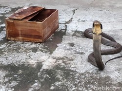 Penonton Disebut Tak Tahu saat Rosandi Maulana Dipatuk King Kobra