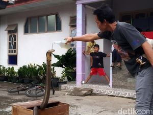 Kisah Rinto, Pria di Kuningan yang Raup Rejeki Dari Jinakkan Ular