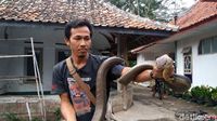 Covid, King Cobra Kembaran Garaga