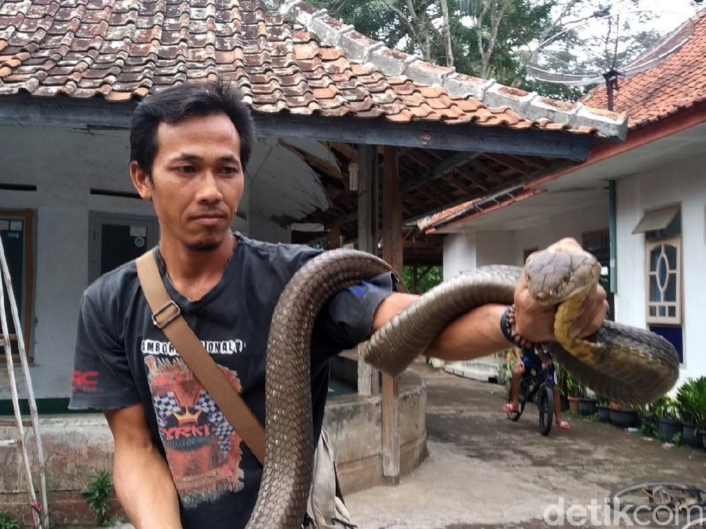 Covid, King Cobra Kembaran Garaga Covid, King Cobra Kembaran Garaga