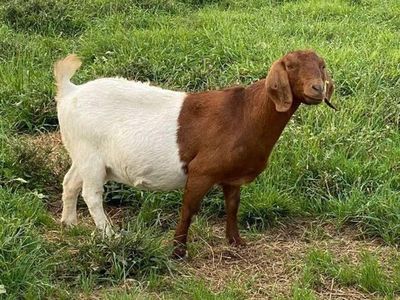 Potret Kambing Sampai Sapi yang Corak Tubuhnya Ajaib