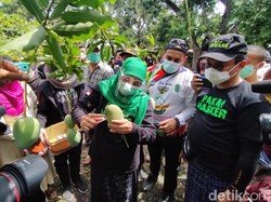 Panen Mangga Alpukat, Khofifah Janji Perluas Pasar Ekspor