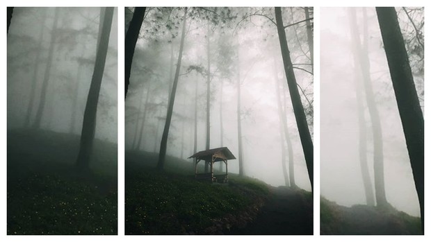 Hutan Pinus Limpakuwus/ Foto: Instagram.com/bkn_photographer di balik keindahan alamnya, Hutan Pinus Limpakuwus dikenal sebagai salah satu tempat angker di Banyumas