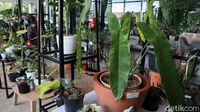 Ini Loh Koleksi Tanaman Hias Para Jutawan
