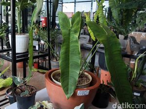 Ini Loh Koleksi Tanaman Hias Para Jutawan
