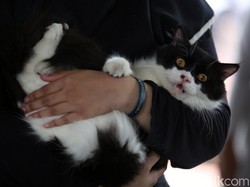 Tak Cuma Orang, Mulai Pekan Depan Hewan di Yogya Juga Akan Divaksin