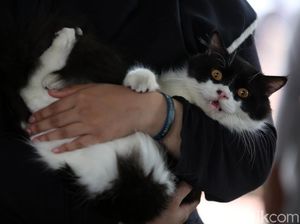 Wujudkan Jakarta Bebas Rabies, Pemerintah Gelar Vaksinasi Gratis Wujudkan Jakarta Bebas Rabies, Pemerintah Gelar Vaksinasi Gratis