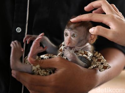 Kucing Hingga Anak Kera Lucu Ini Disuntik Vaksin Rabies
