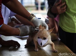Warga Mendoyo Bali Meninggal Diduga Akibat Gigitan Anjing Rabies