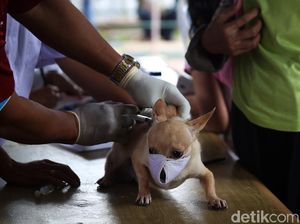 Warga Mendoyo Bali Meninggal Diduga Akibat Gigitan Anjing Rabies Warga Mendoyo Bali Meninggal Diduga Akibat Gigitan Anjing Rabies