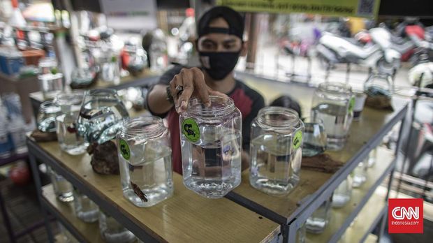 Aktivitas di Pameran dan Bazaar Cupang di Pasar Gembrong Baru Cipinang, Jatinegara, Jakarta, Sabtu, 31 Oktober 2020. Pameran dan bazaar yang berlangsung hingga 30 November 2020 itu menampilkan beragam jenis ikan cupang (Betta sp) dengan harga jual mulai Rp35 ribu hingga jutaan rupiah. CNN Indonesia/Bisma Septalisma