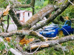 Pohon Tumbang Timpa Mobil dan Penjaga Vila di Cianjur