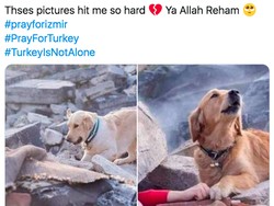 Foto Anjing yang Viral Saat Gempa Turki, Ternyata Hoax