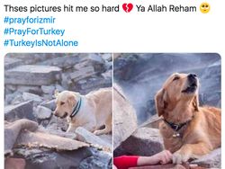 Foto Anjing yang Viral Saat Gempa Turki, Ternyata Hoax