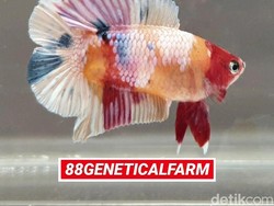 Percaya Nggak, Bisnis Ikan Cupang Bisa Cuan Sampai Rp 300 Juta/Bulan!