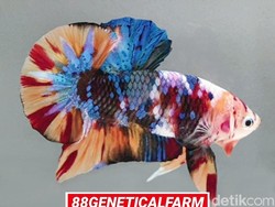 Mengenal Jenis Cupang Cantik yang Harganya Fantastis