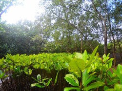 Lahan Kritis di Wilayah Pesisir Kalsel Ditanami 10 Ribu Mangrove