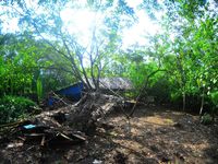 hutan mangrove pangandaran