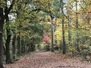 Potret Cantiknya Pemandangan Musim Gugur di Utrecht