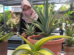 Melihat Kontes Sansivera di Surabaya, Ada yang Harganya Ratusan Juta