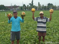 Ini Alasan Petani di Jombang Hancurkan Semangka dan Blewah Hasil Panen