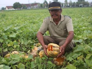 Ini Pemicu Gagal Panen Hingga Petani di Jombang Hancurkan Semangka dan Blewah Ini Pemicu Gagal Panen Hingga Petani di Jombang Hancurkan Semangka dan Blewah