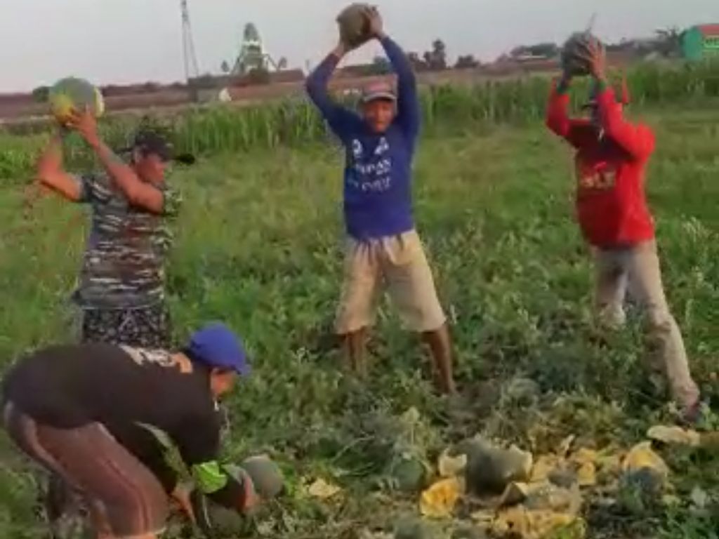 Viral Petani di Jombang Hancurkan Semangka dan Blewah Hasil Panen