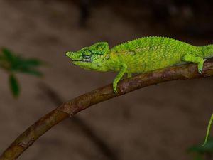 Ilmuwan Ungkap Misteri di Balik Mata Bunglon, Ada Apa Ya?