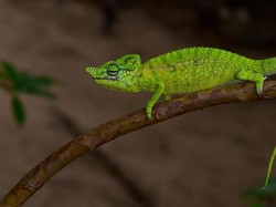 Setelah 1 Abad, Bunglon Langka Madagaskar Kembali Ditemukan