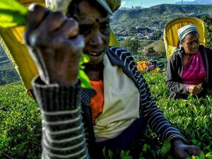 Buruh Pemetik Teh Sri Lanka Hidup di Bawah Eksploitasi Buruh Pemetik Teh Sri Lanka Hidup di Bawah Eksploitasi