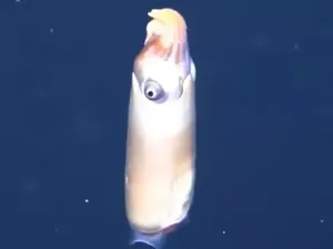 Penampakan Cumi-cumi Tanduk yang Langka di Laut Dalam