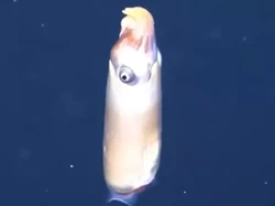 Penampakan Cumi-cumi Tanduk yang Langka di Laut Dalam