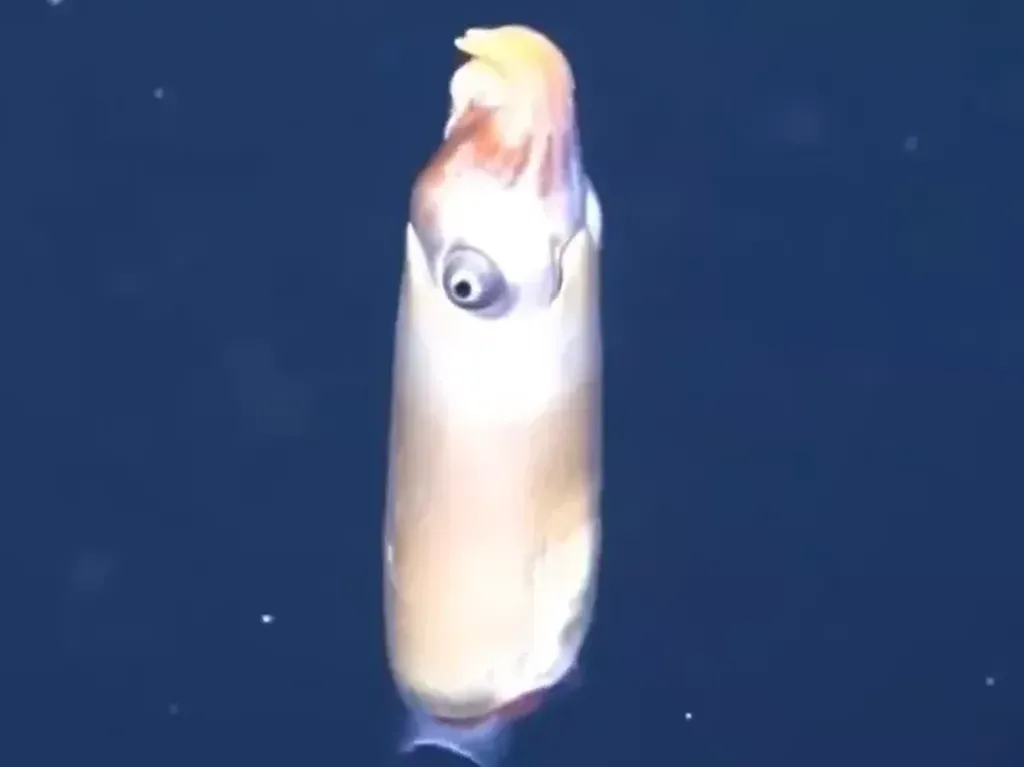 Penampakan Cumi-cumi Tanduk yang Langka di Laut Dalam Penampakan Cumi-cumi Tanduk yang Langka di Laut Dalam