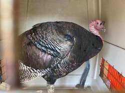 Meresahkan Warga, Kalkun Galak Bernama Gerald Diamankan