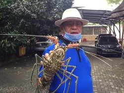 Gubernur Banten Dukung Penambak Kembangkan Budidaya Udang Lobster