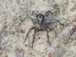 Laba-laba Raksasa Ini Muncul Setelah 27 Tahun Lenyap