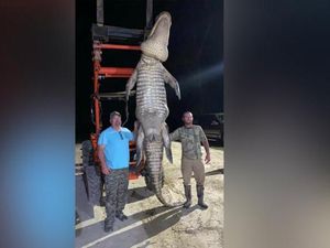 Waduh, Nelayan Tangkap Buaya Raksasa di Belakang Rumahnya