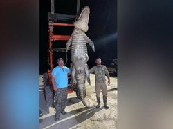 Waduh, Nelayan Tangkap Buaya Raksasa di Belakang Rumahnya