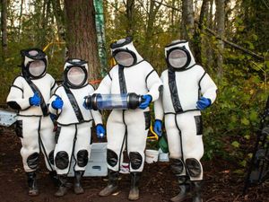 Takut Disengat, Pemburu Tawon Pembunuh Pakai Baju Khusus