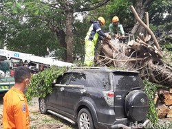 3 Kendaraan Rusak dan 4 Orang Luka Tertimpa Pohon Tumbang di Bogor