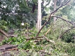 Dua Orang Terluka Akibat Tertimpa Pohon Tumbang di Bogor