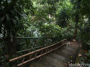 Potret Ciliwung Condet yang Direncanakan Jadi Destinasi Wisata